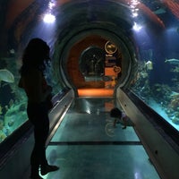 Foto tirada no(a) Sea Life Aquarium por David D. em 10/5/2016