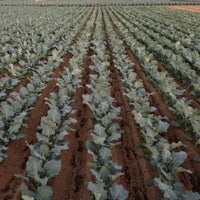 ブロッコリー畑 Farm In 深谷市