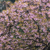 Photo taken at Portland Japanese Garden by Dani on 4/13/2024