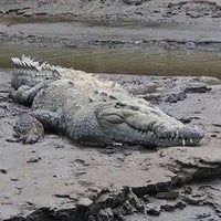 Das Foto wurde bei Jungle Crocodile Safari von Rich P. am 11/25/2013 aufgenommen