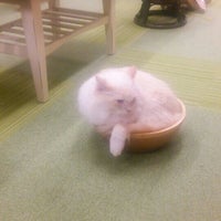 猫まるカフェ Tea Room In 錦糸町