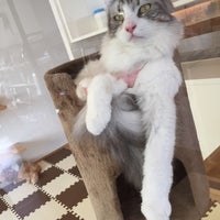 猫のいるカフェ ねこぐるま 蟹江町 愛知県