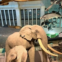 Photo taken at Mammals Gallery by Richard W. on 2/28/2020