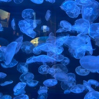 1/17/2024 tarihinde Shinziyaretçi tarafından Vancouver Aquarium'de çekilen fotoğraf