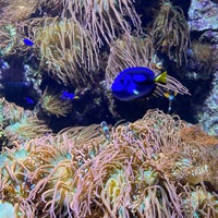 1/17/2024にShinがVancouver Aquariumで撮った写真