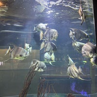 1/8/2023にDon D.がSouth Florida Science Center and Aquariumで撮った写真