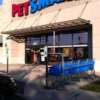 baby poodles for adoption