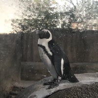 Photo taken at Pritzker Penguin Cove by Danielle H. on 10/17/2017