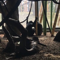 Photo taken at Regenstein Center for African Apes by Danielle H. on 4/11/2018