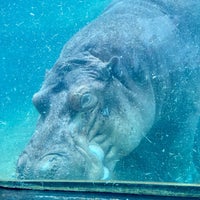 7/1/2023 tarihinde Jess R.ziyaretçi tarafından San Antonio Zoo'de çekilen fotoğraf