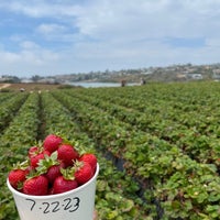 Photo taken at U-Pick Carlsbad Strawberry Co. by Sam Altuwijri ✨ on 7/22/2023