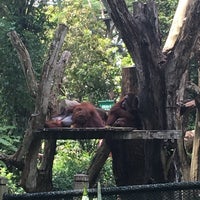 Photo taken at Free Ranging Orangutan Island by Jan S. on 7/20/2018