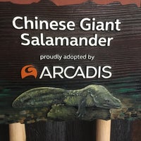 Photo taken at Chinese Giant Salamander by Jan S. on 7/8/2019