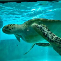 久米島ウミガメ館 Aquarium In 久米島町