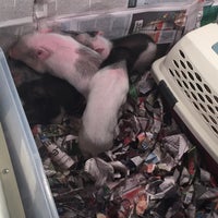 Photo taken at Mini Pigs Mexico by Diana M. on 1/10/2016