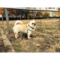 Photo taken at Тренировочная площадка для собак by Juliya N. on 10/22/2014