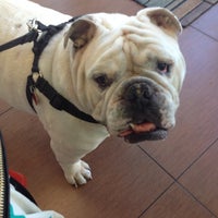 vca cabrera animal hospital