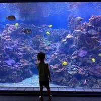 Foto tirada no(a) Maui Ocean Center, The Hawaiian Aquarium por alison b. em 5/9/2023