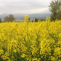 飯山市菜の花公園 飯山市 3 Tips From 296 Visitors