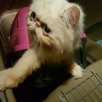 safari pet store near me