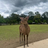 Photo taken at Nara Park by Tey V. on 5/10/2024