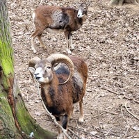 Photo taken at Zoo Malá Chuchle by Miroslava N. on 1/13/2024