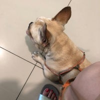 Vpac Vets For Pets Animal Clinic Seputih 5 Tips
