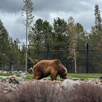 Photo taken at Grizzly &amp;amp; Wolf Discovery Center by David Z. on 6/5/2022