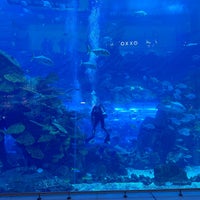 Photo taken at Dubai Aquarium by Roman R. on 2/28/2024