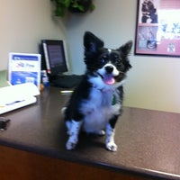 All Pets Animal Hospital - Veterinarian in Bentonville All Pets Animal Hospital - Veterinarian in Bentonville