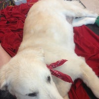 Vca yorba hotsell animal hospital