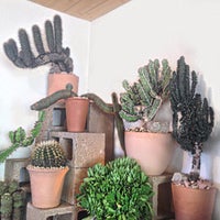 8/17/2015에 Kiki F.님이 Cactus Store에서 찍은 사진