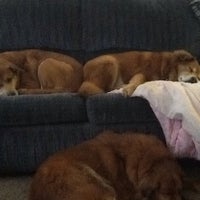 dog muzzle pet supermarket