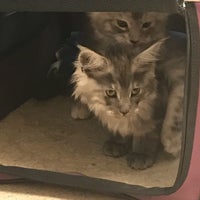 vca animal hospital bloomington