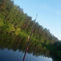 Велино озеро шатура. Озеро велино. Оз ужинское псковская обл. Озеро велино. Озеро велино.