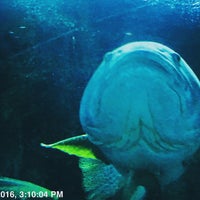 Foto scattata a Underwater World And Dolphin Lagoon da Eileen L. il 6/28/2016