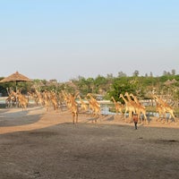 Photo taken at giraffe feeding by Sirin P. on 2/21/2021