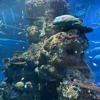 Photo taken at S.E.A. Aquarium by Sirin P. on 3/7/2024