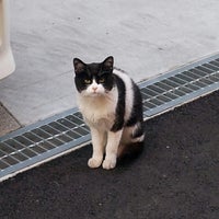 猫の集会所通路 淀川区 2 Visitors