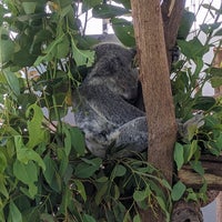 10/31/2023 tarihinde 南 瑞.ziyaretçi tarafından Kuranda Koala Gardens'de çekilen fotoğraf