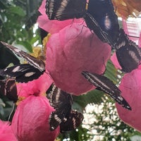 Photo taken at Bangkok Butterfly Garden and Insectarium by André M. on 1/22/2020