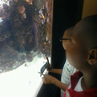 Photo taken at Kipp Memorial Aquarium by Ronald P. on 11/10/2012