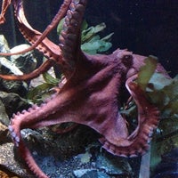 Foto diambil di Aquarium of the Bay oleh Jessica W. pada 1/10/2013