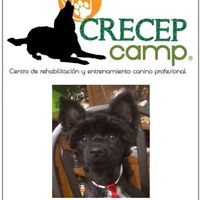 Photo taken at CRECEP Centro de Rehabilitación y Entrenamiento Canino Profesional by Evelynda R. on 11/2/2016