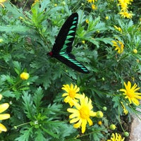 Photo taken at Butterfly Farm by Emi C. on 9/27/2020
