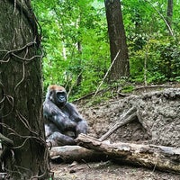 Photo taken at Congo Gorilla Forest by Rita L. on 7/18/2021