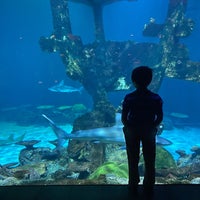 Foto scattata a Shark Reef Aquarium da Moy H. il 3/10/2023
