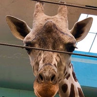 Photo taken at MillerCoors Giraffe Experience by Joe L. on 1/7/2020