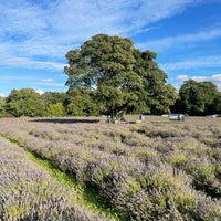 Photo taken at Mayfield Lavender Farm by Leo L. on 8/18/2023