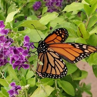 Foto scattata a Mariposario de Benalmádena - Benalmadena Butterfly Park da Irina S. il 9/11/2022